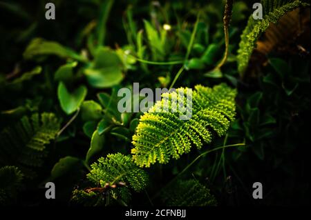 Primo piano di foglia verde brillante Foto Stock