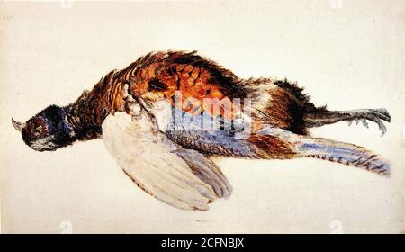 Ruskin John - Dead Pheasant - British School - 19 Secolo Foto Stock