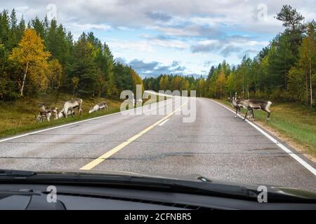 Le renne camminano sulla strada in Scandinavia Foto Stock