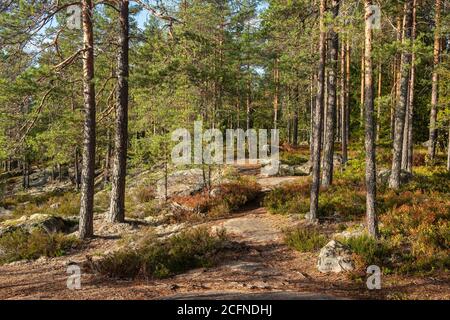 Percorso forestale autunnale nel Parco Nazionale di Repovesi, Finlandia Foto Stock