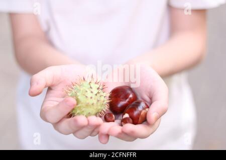 Periodo autunnale. Manciata di conkers. Castagne in mano bambini Foto Stock