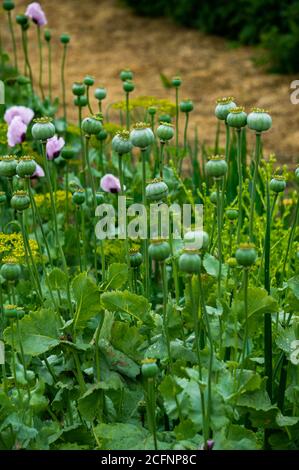 Un cespuglio di papaveri rosa con teste di semi verdi non ancora maturate. Foto Stock