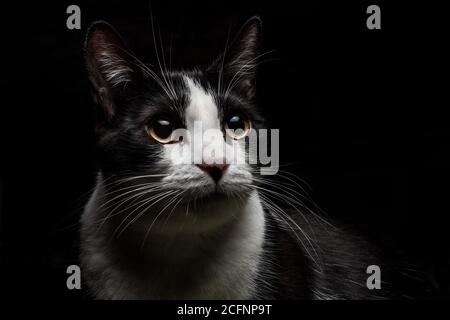 Un ritratto di un gatto bianco e nero nel scuro Foto Stock