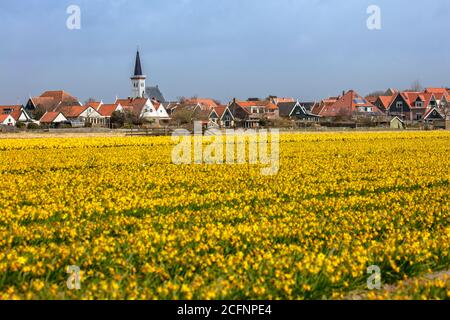 Paesi Bassi, Texel Island, Den Hoorn, narcisi fioriti e skyline del villaggio. Foto Stock