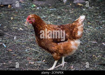 Una gallina bruna a forma di motley cammina in una fattoria in campagna. Foto Stock