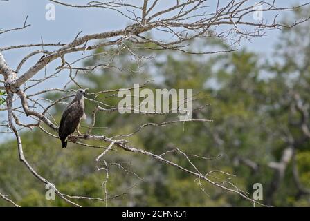 A testa grigia pesce-eagle - Ichthyophaga ichthyaetus, grande grigio e aquila marrone da asiatica di boschi e acque fresche, Sri Lanka. Foto Stock