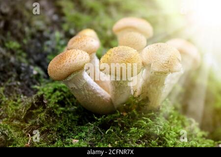 Miele Fungus (Armillaria mellea) cresce su vecchi alberi di betulla in guscio. Un gruppo di fungo commestibile. Macro Foto Stock