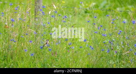 Paesi Bassi, Õs-Graveland, tenuta rurale Hilverbeek. Goldfinch europeo (Carduelis carduelis) e fiori selvatici fioriti. Foto Stock