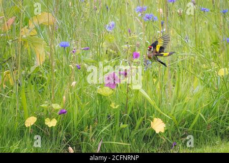Paesi Bassi, Õs-Graveland, tenuta rurale Hilverbeek. Goldfinch europeo (Carduelis carduelis) e fiori selvatici fioriti. Foto Stock