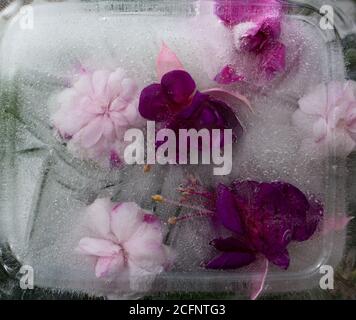 Sfondo di balsamina rosa e fucsia viola fiore in cubetto di ghiaccio con bolle d'aria. Consept piatto per la carta di San Valentino. Foto Stock