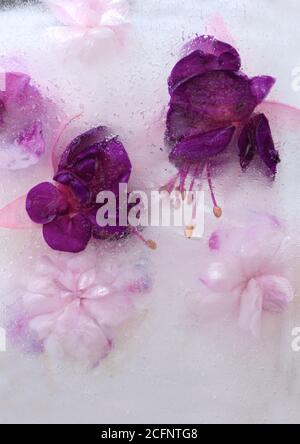 Sfondo di balsamina rosa e fiore viola fucsia, grano di caffè in cubetto di ghiaccio con bolle d'aria. Consept piatto per il giorno di San Valentino ca Foto Stock
