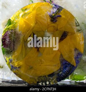 Sfondo di camomilla, fiore giallo di topinambour (mela di terra) in cubetto di ghiaccio con bolle d'aria. Consept piatto per la carta di San Valentino. Foto Stock