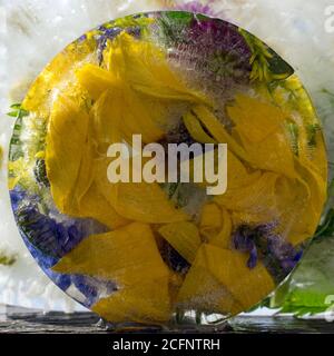Sfondo di camomilla, fiore giallo di topinambour (mela di terra) in cubetto di ghiaccio con bolle d'aria. Consept piatto per la carta di San Valentino. Foto Stock