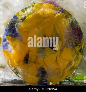 Sfondo di camomilla, fiore giallo di topinambour (mela di terra) in cubetto di ghiaccio con bolle d'aria. Consept piatto per la carta di San Valentino. Foto Stock