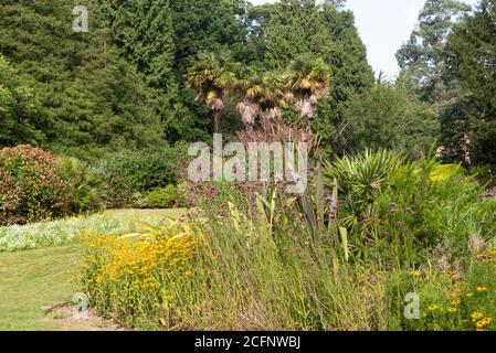 Confine fiorito con Verbena e Rudbeckia di fronte a Chusan palmi Foto Stock