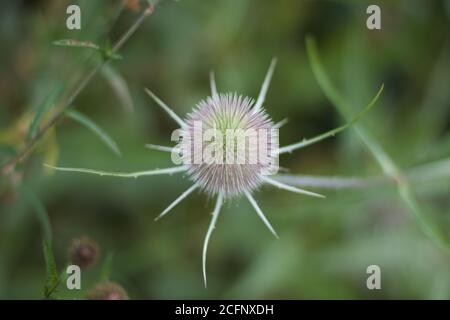Testa di fiore di Thistle dall'alto con sfondo verde morbido e. copyspace Foto Stock