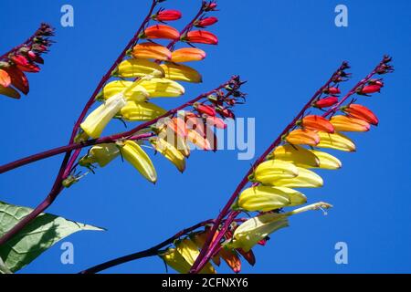 Ipomoea lobata bandiera spagnola Ipomoea versaticolor. Vigna del fuoco contro il cielo blu Foto Stock