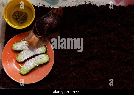 La lumaca è seduta in un terrario contenitore e mangiare cetrioli con gusci d'uovo. Terreno di cocco per mantenere un animale a casa. Grande lumaca marrone Foto Stock