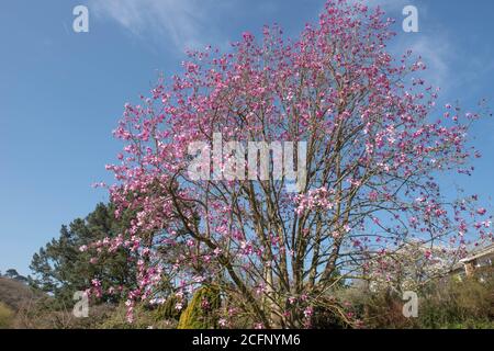 Fiori di Primavera Rosa brillante su un albero di magnolia deciduo (Magnolia sprengeri 'Marwood Spring') che cresce in un Giardino Cottage di campagna nel Devon Rurale, Engl Foto Stock