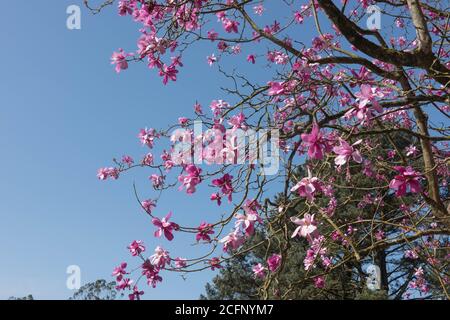 Fiori di Primavera Rosa brillante su un albero di magnolia deciduo (Magnolia sprengeri 'Marwood Spring') che cresce in un Giardino Cottage di campagna nel Devon Rurale, Engl Foto Stock