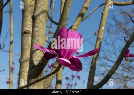 Fiori di Primavera Rosa brillante su un albero di magnolia deciduo (Magnolia sprengeri 'Marwood Spring') che cresce in un Giardino Cottage di campagna nel Devon Rurale, Engl Foto Stock