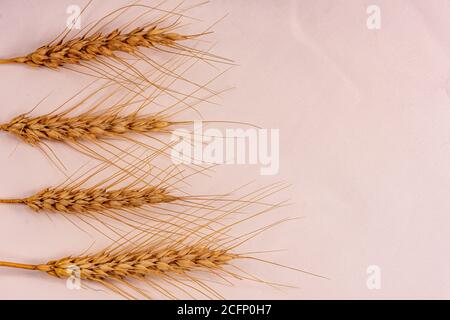 Orecchie singole di grano su sfondo neutro. Concetto di dieta mediterranea. Foto Stock