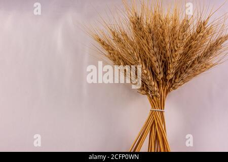 Mazzo di orecchie di grano su sfondo neutro. Concetto di dieta mediterranea. Foto Stock