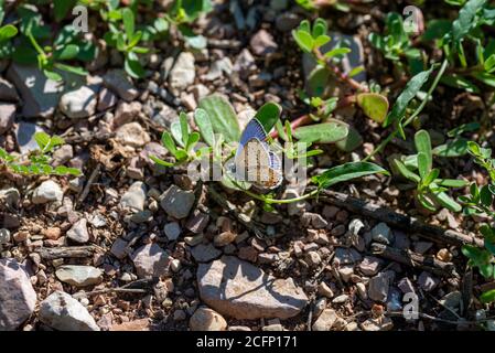 polymmatus iacarus farfalla seduta sul terreno molto comune in campi Foto Stock