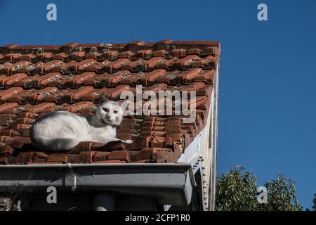 Melbourne Australia. Scene di vita quotidiana a Melbourne Australia. Gatti su un tetto nella periferia di Melbourne . Foto Stock