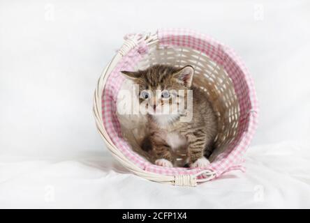 Carino gattino si siede in un cesto di vimini su sfondo bianco foglio. Foto Stock