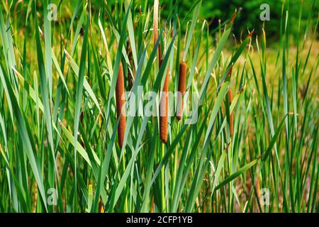 Pianta erbacea di Typha. Canne verdi nella palude Foto Stock