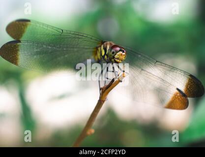 Macro natura di una libellula Foto Stock