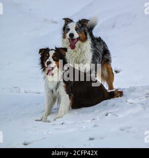 Coppia di cani da pastore australiani Foto Stock