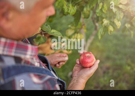 Uomo anziano che raccoglie le mele rosse nel suo frutteto Foto Stock