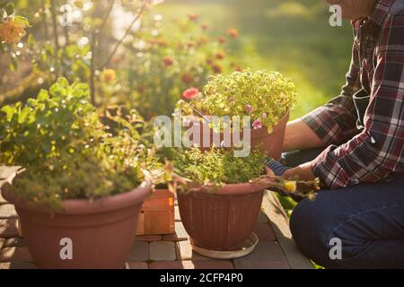 Responsabile senior man che si prende cura delle piante in vaso Foto Stock