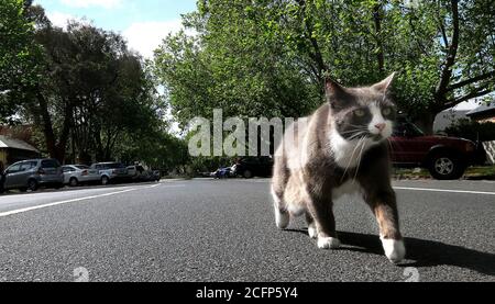 Melbourne Australia. Scene di vita quotidiana a Melbourne Australia.A gatti passeggiate lungo una strada nei sobborghi di Melbourne . Foto Stock
