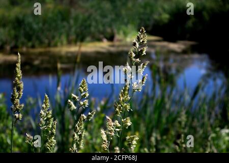 Punte di erba perenne phleum pratense vicino contro piccolo stagno rurale con riflesso cielo blu Foto Stock