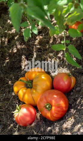 Pomodori colorati di diverse dimensioni e tipi in giardino Foto Stock