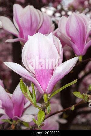 Magnolie in fiore, Berlino, Germania Foto Stock