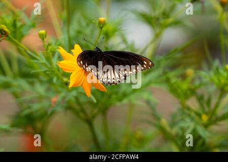Farfalla raccogliere nettare da fiore, farfalla su fiore con giardino e fiore colorato per carta da parati, Foto Stock