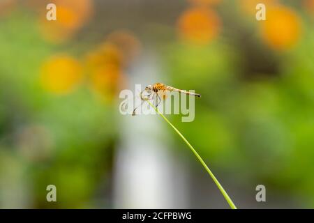 dragonfly su erba closeup Foto Stock