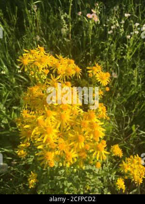 Scatto verticale di Jacobaea vulgaris giallo Foto Stock