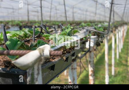 Giovani piante di fragole in un vivaio di fragole in Belgio Est Fiandre a Sint Gillis WAAS Foto Stock