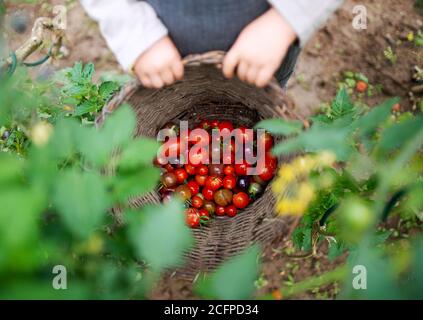 Bambino irriconoscibile con pomodori ciliegini all'aperto in giardino, concetto di stile di vita sostenibile. Foto Stock