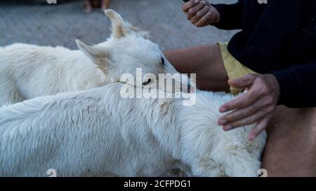 Colpo di primo piano di una mano di un vecchio che carezzava due cani bianchi accanto a lui Foto Stock