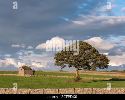 Loan Tree e Derelict Barn Foto Stock