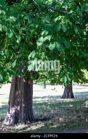 Una fila di alberi di castagno del cavallo, Ealing Common, Londra Foto Stock