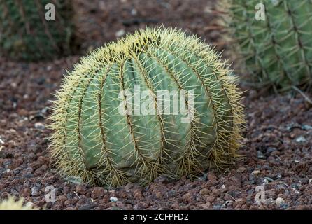 Barile cactus, palla cactus in Parque Paloma, Benalmadena, Spagna Foto Stock