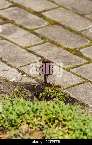 Bella fioritura di borgogna anemone fiore nel giardino Foto Stock