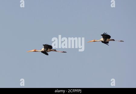 Cicogna dipinta (Mycteria leucocephala, Ibis leucocephalo), due cicogne dipinte in volo, Thailandia, Pak Thale Foto Stock